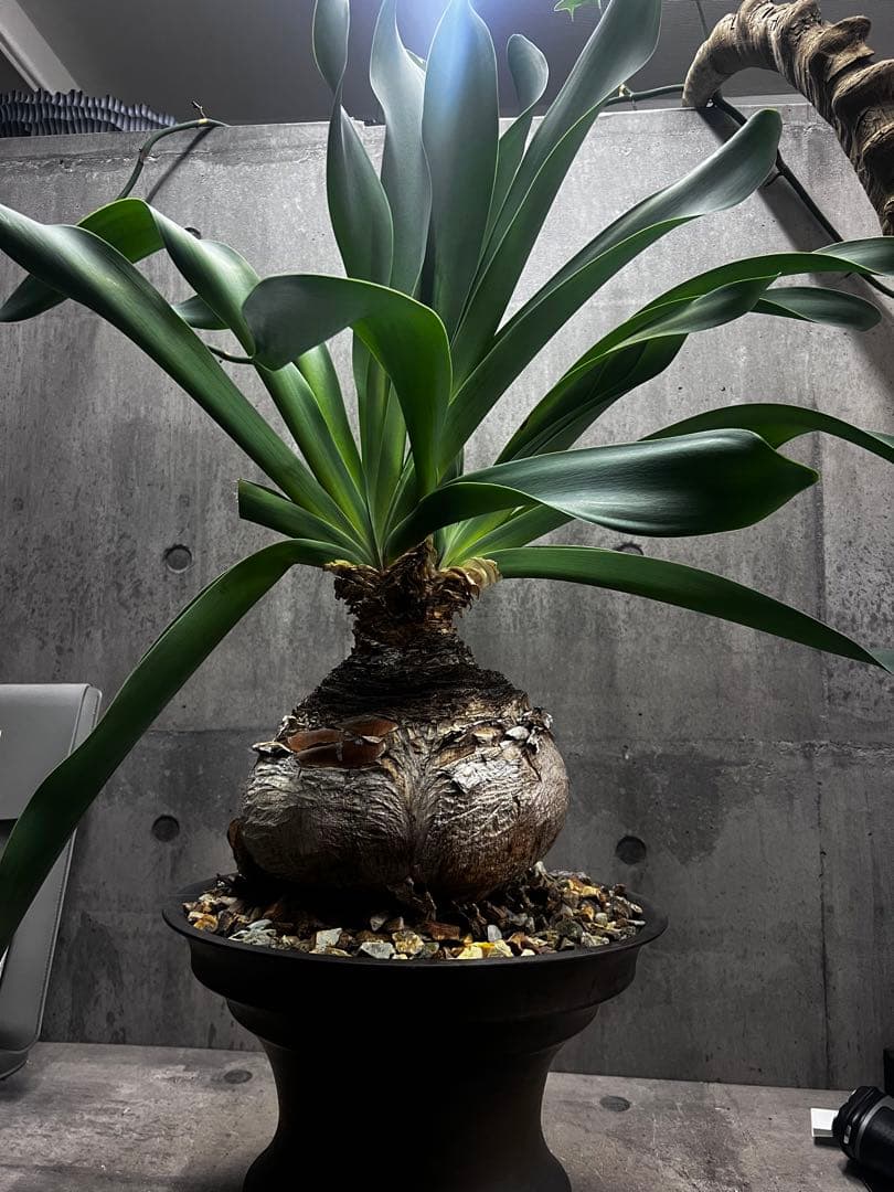 ブーファン　ハエマントイデス　発根済み2頭