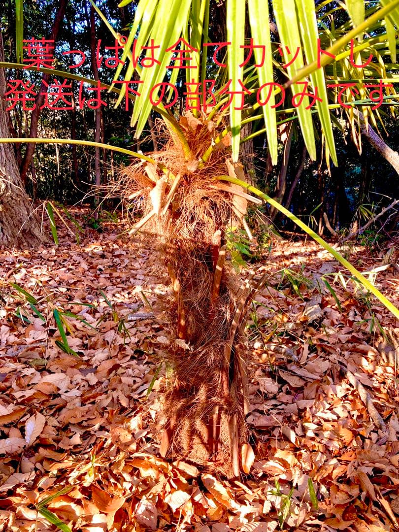 完売　天然＊野生のシュロの木/シュロの大木/棕櫚の木/苗木