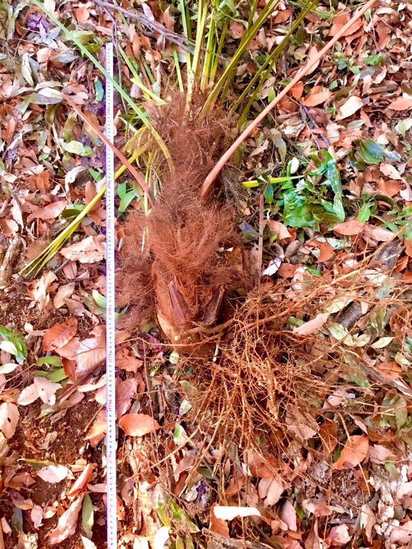 完売　天然＊野生のシュロの木/シュロの大木/棕櫚の木/苗木