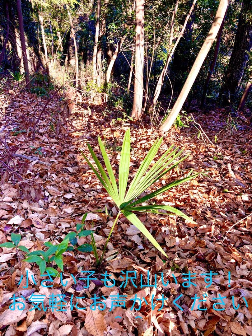 完売　天然＊野生のシュロの木/シュロの大木/棕櫚の木/苗木