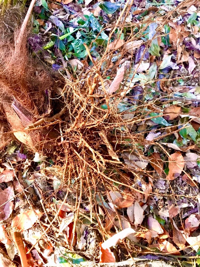 完売　天然＊野生のシュロの木/シュロの大木/棕櫚の木/苗木