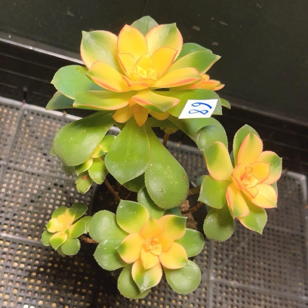 6#多肉植物アエオニウム錦❤️ 燕姿錦❤️7頭20cm拔き苗