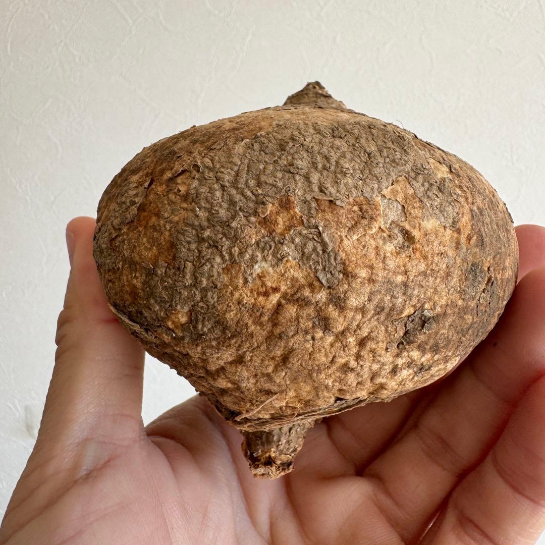 12.アデニア・オバタ 輸入直後ベアルート株　Adenia Ovata