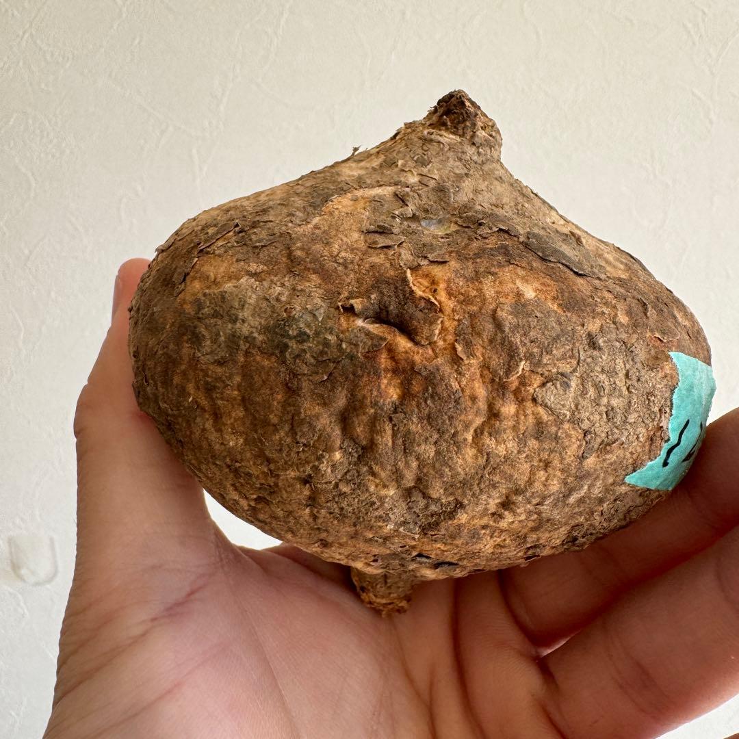 12.アデニア・オバタ 輸入直後ベアルート株　Adenia Ovata