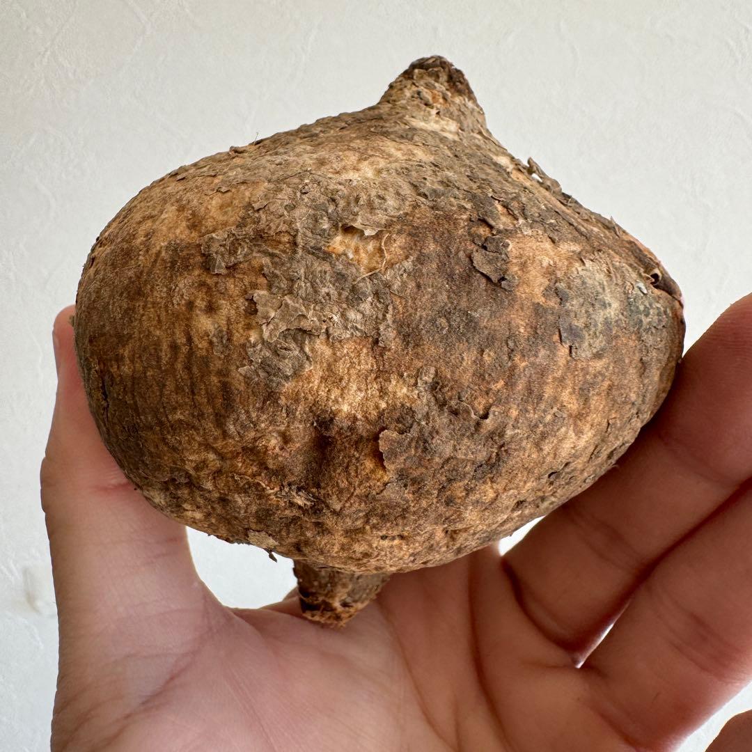 12.アデニア・オバタ 輸入直後ベアルート株　Adenia Ovata