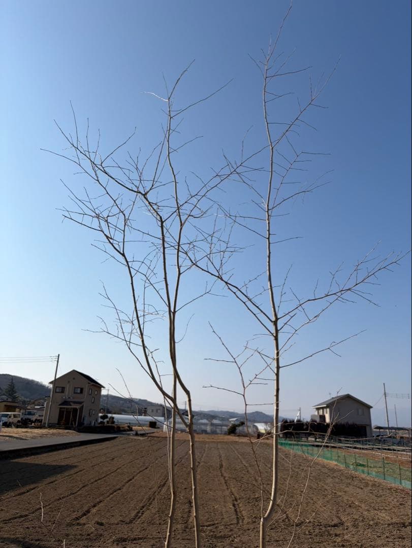 山採り アオハダ 自然樹形 - メルカリ