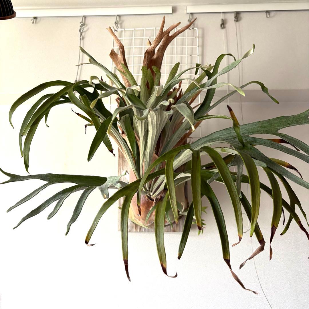 ビカクシダ キヨヒメ P.kiyohime 清姫 子株 - メルカリ