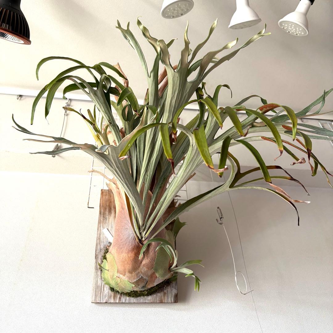 ビカクシダ キヨヒメ P.kiyohime 清姫 子株 - メルカリ