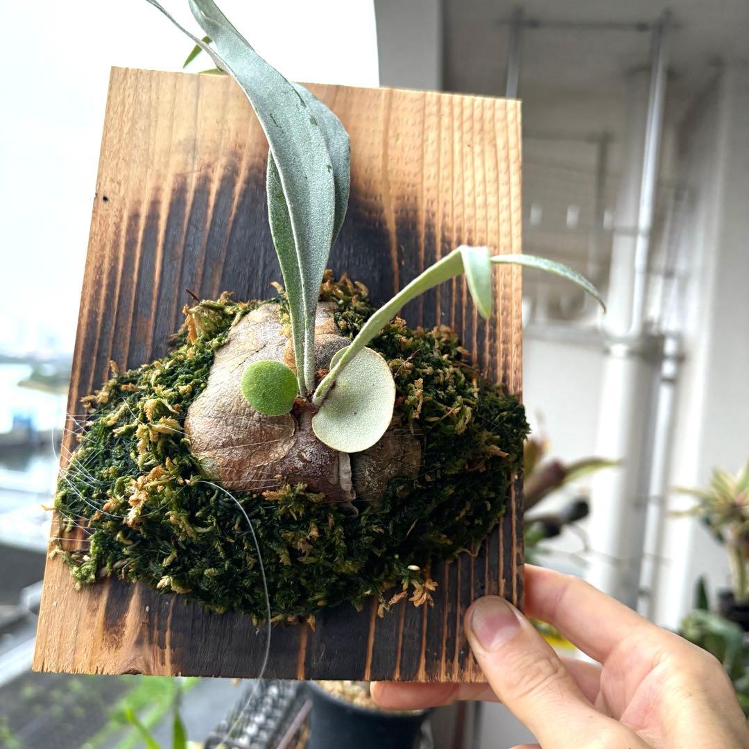 ビカクシダ キヨヒメ P.kiyohime 清姫 子株 - メルカリ