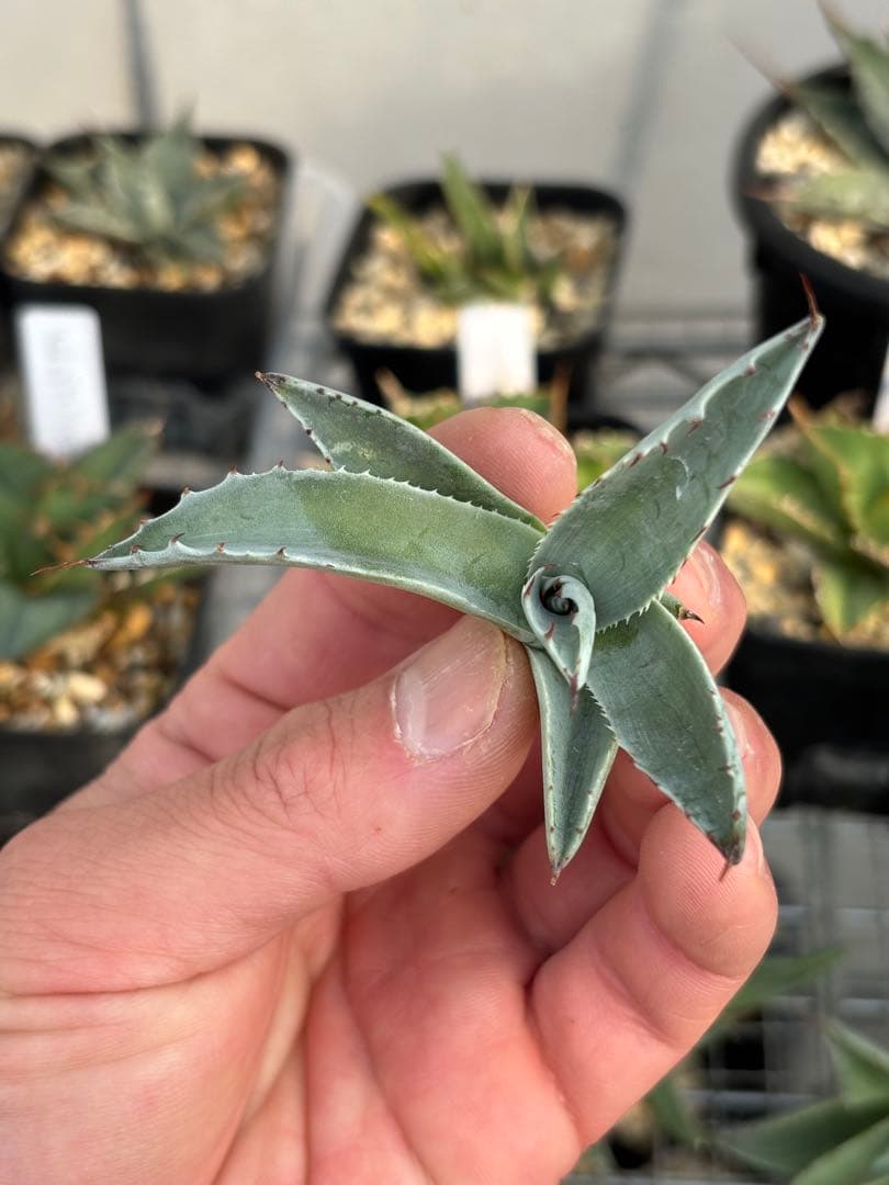 珍品 アガベ オバティフォリアキラー青子 (検 オルカ カメオ