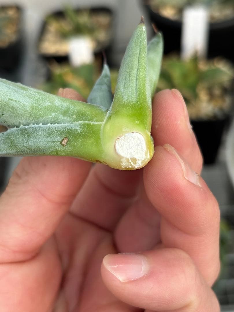 珍品 アガベ オバティフォリアキラー青子 (検 オルカ カメオ