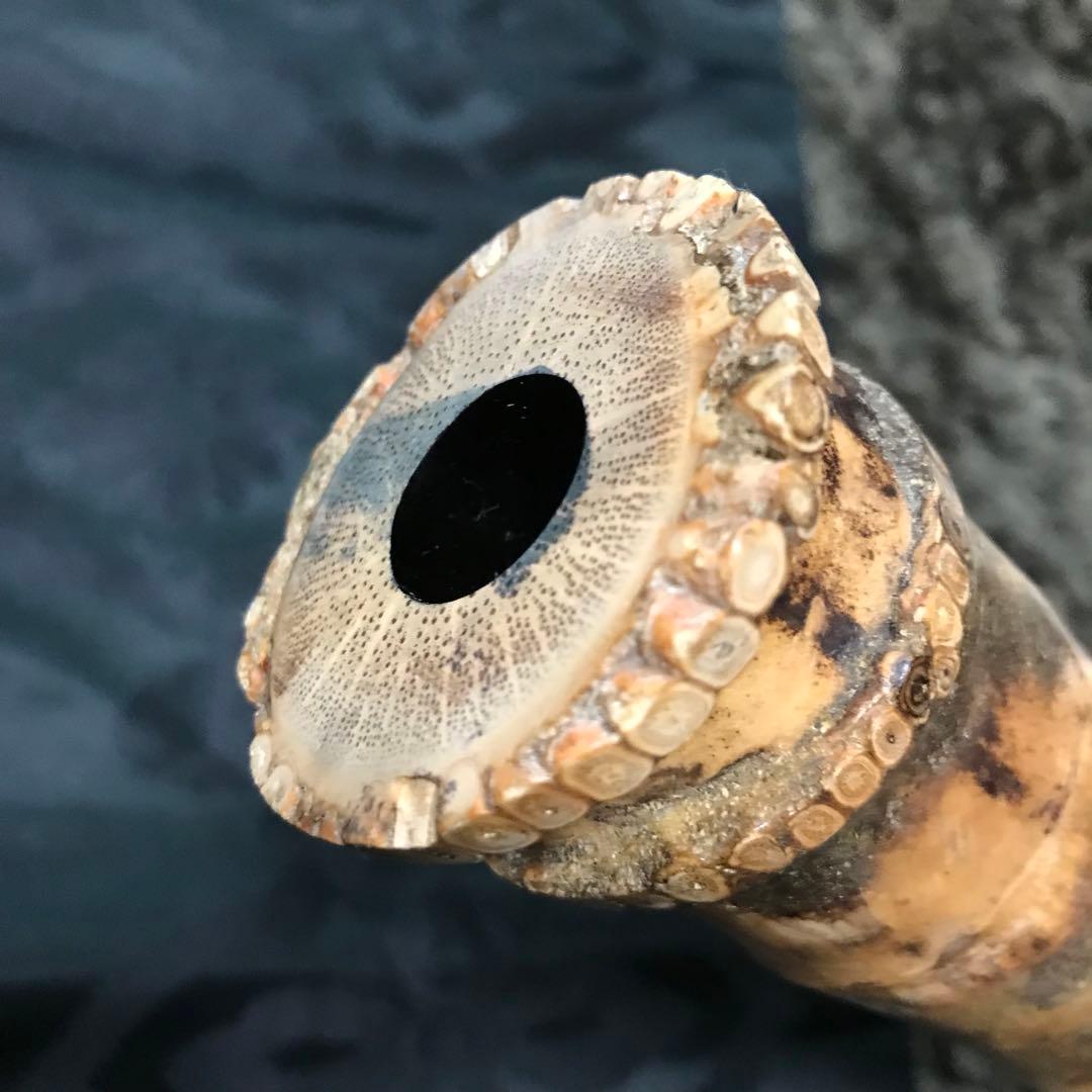 尺八 琴古流 在銘 中継ぎ緩み無し 二尺管 中継ぎ籐巻き銀三線 【音出し確認済】