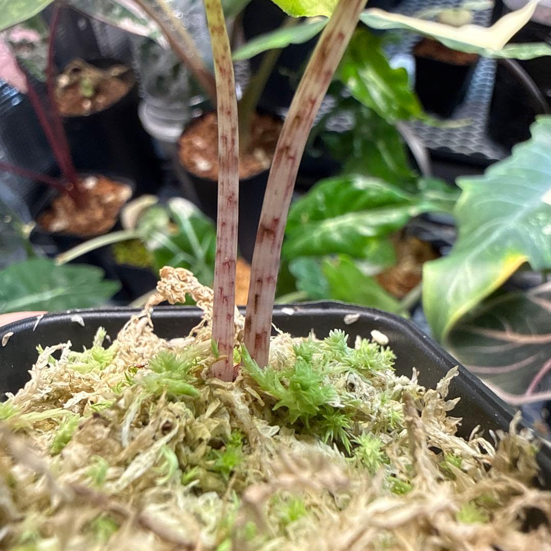 e*S様 格安 アロカシア ジャックリン 斑入り