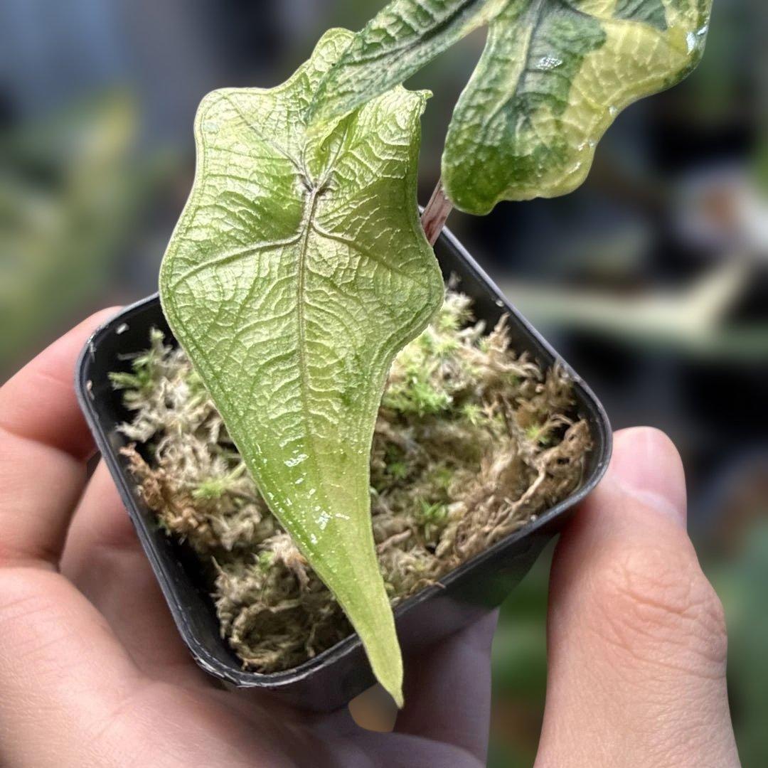 e*S様 格安 アロカシア ジャックリン 斑入り