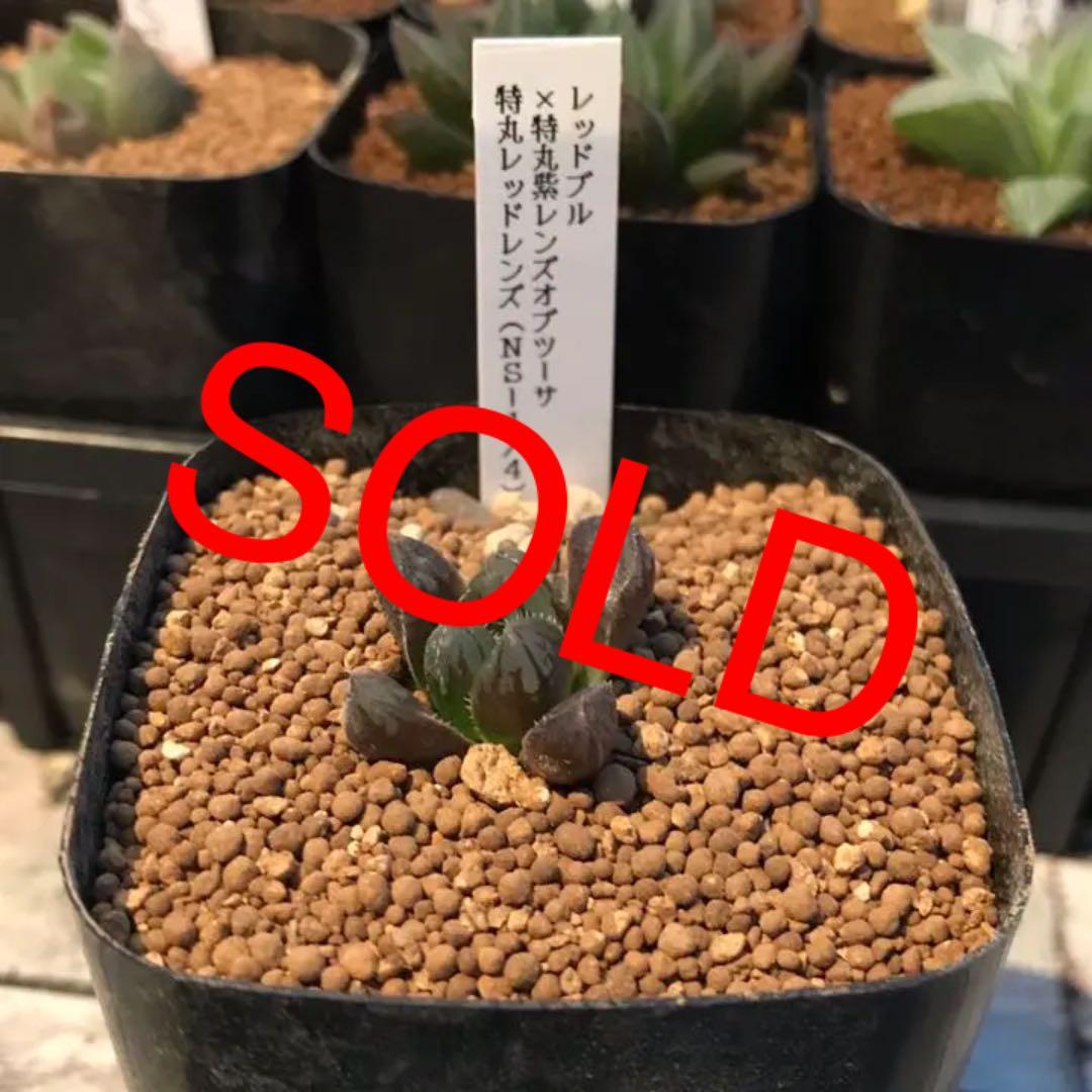 多肉植物 ハオルチア   セール 1株 500円 送料200円 組み合わせ自由