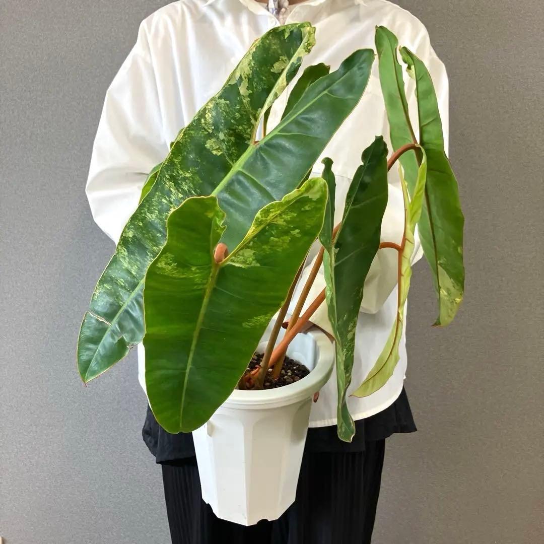 超絶希少❗️サイズ大❗️フィロデンドロン　ビレッティア　斑入り✨