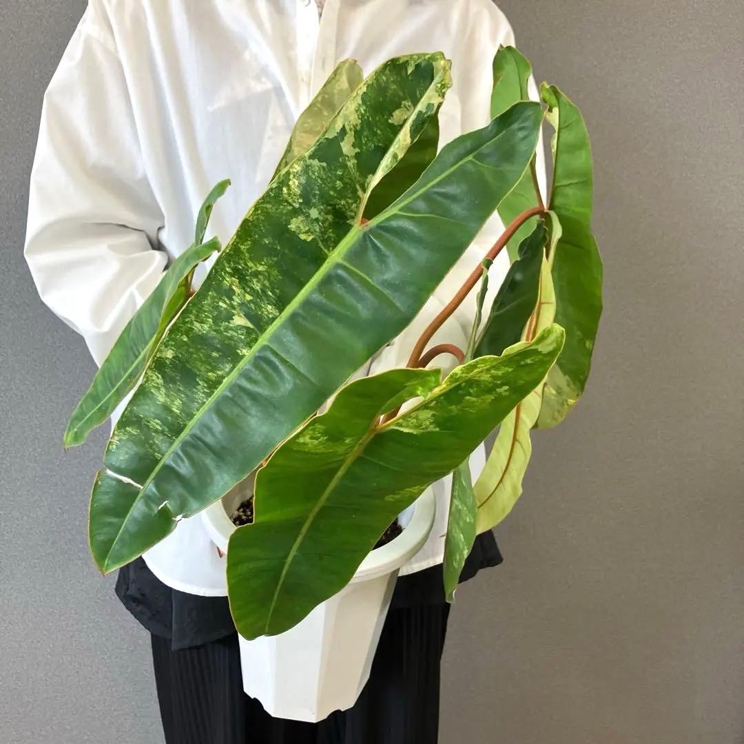 超絶希少❗️サイズ大❗️フィロデンドロン　ビレッティア　斑入り✨