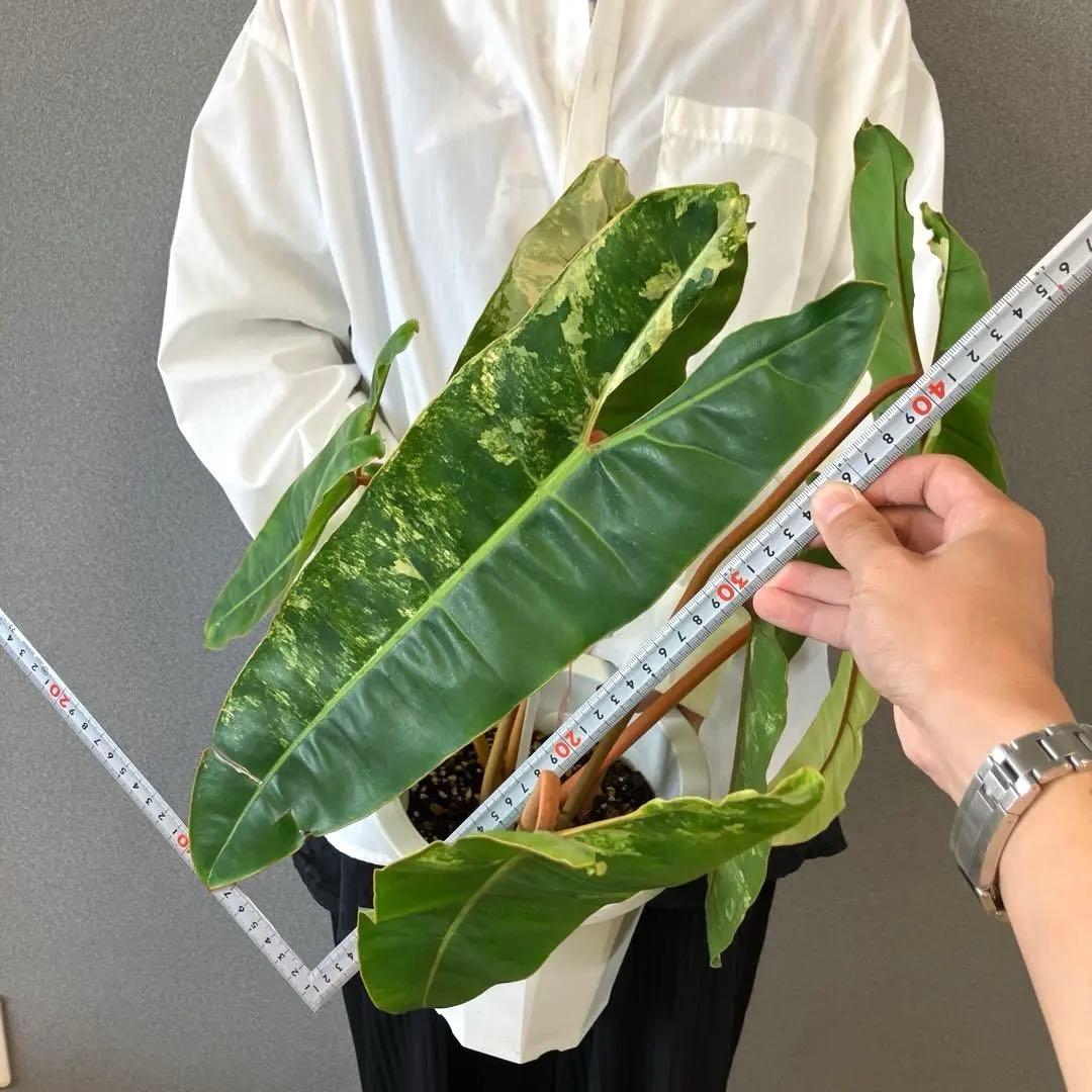 超絶希少❗️サイズ大❗️フィロデンドロン　ビレッティア　斑入り✨