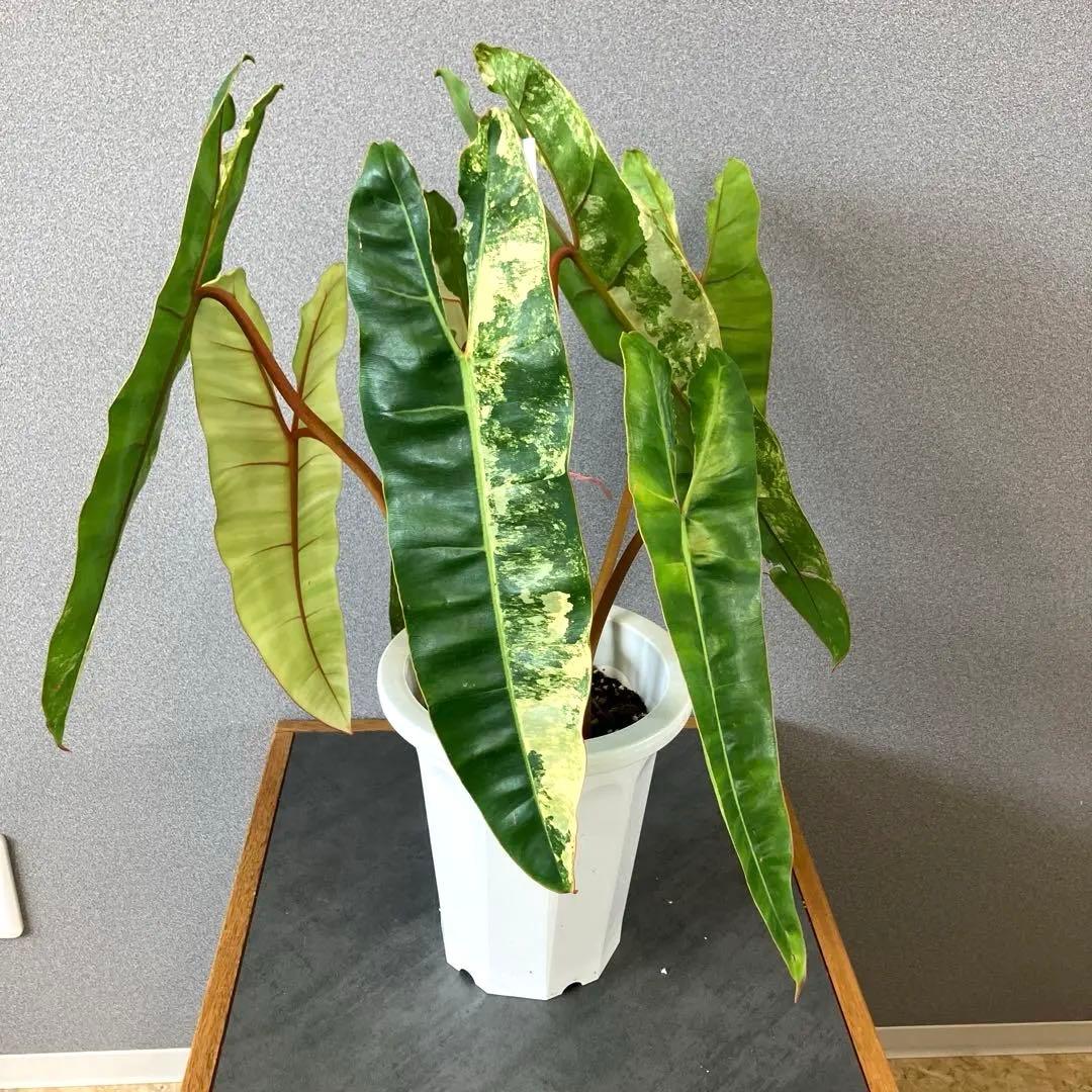 超絶希少❗️サイズ大❗️フィロデンドロン　ビレッティア　斑入り✨