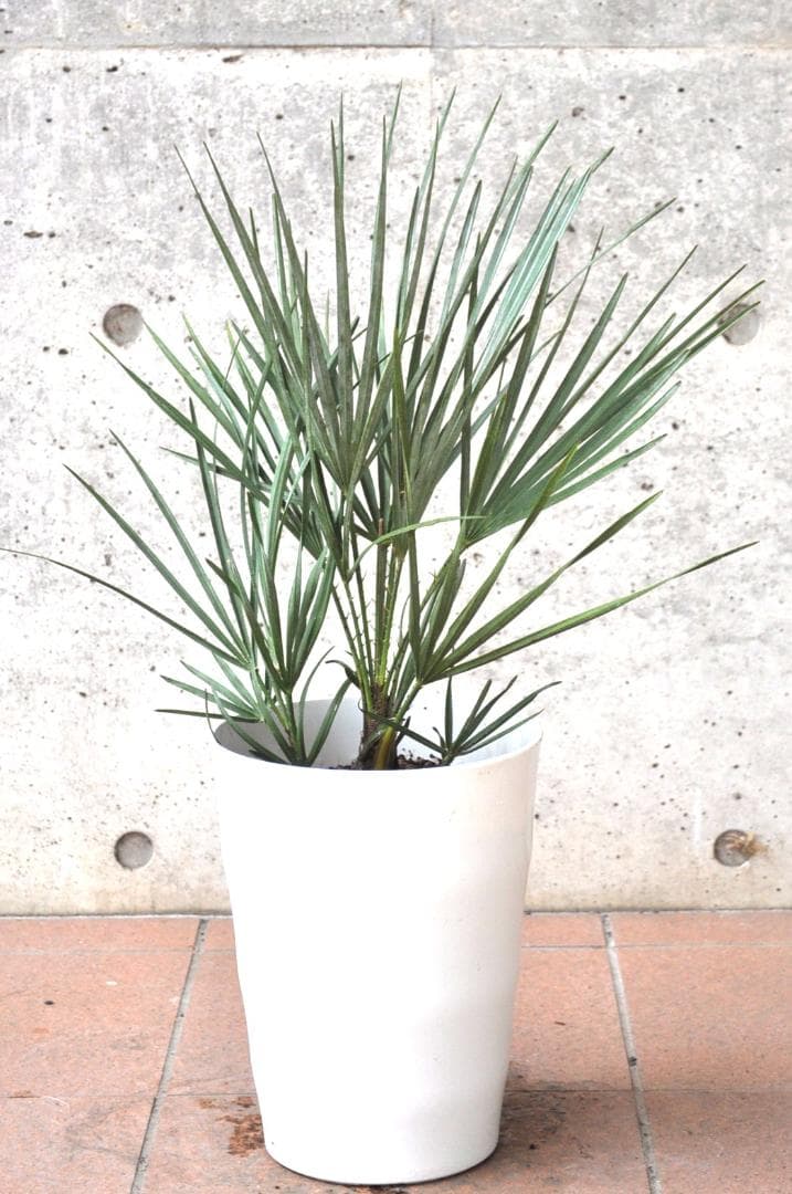 チャメロプス セリフェラ 7号 65cm