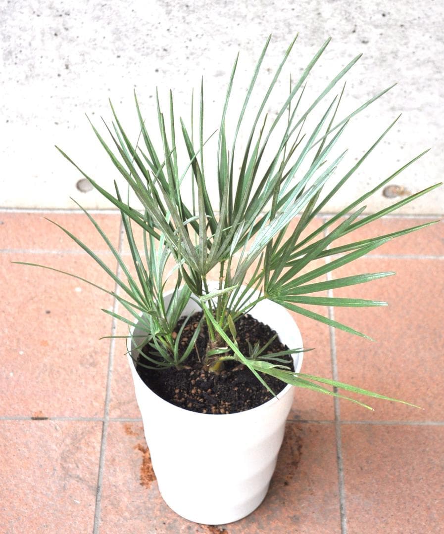 チャメロプス セリフェラ 7号 65cm