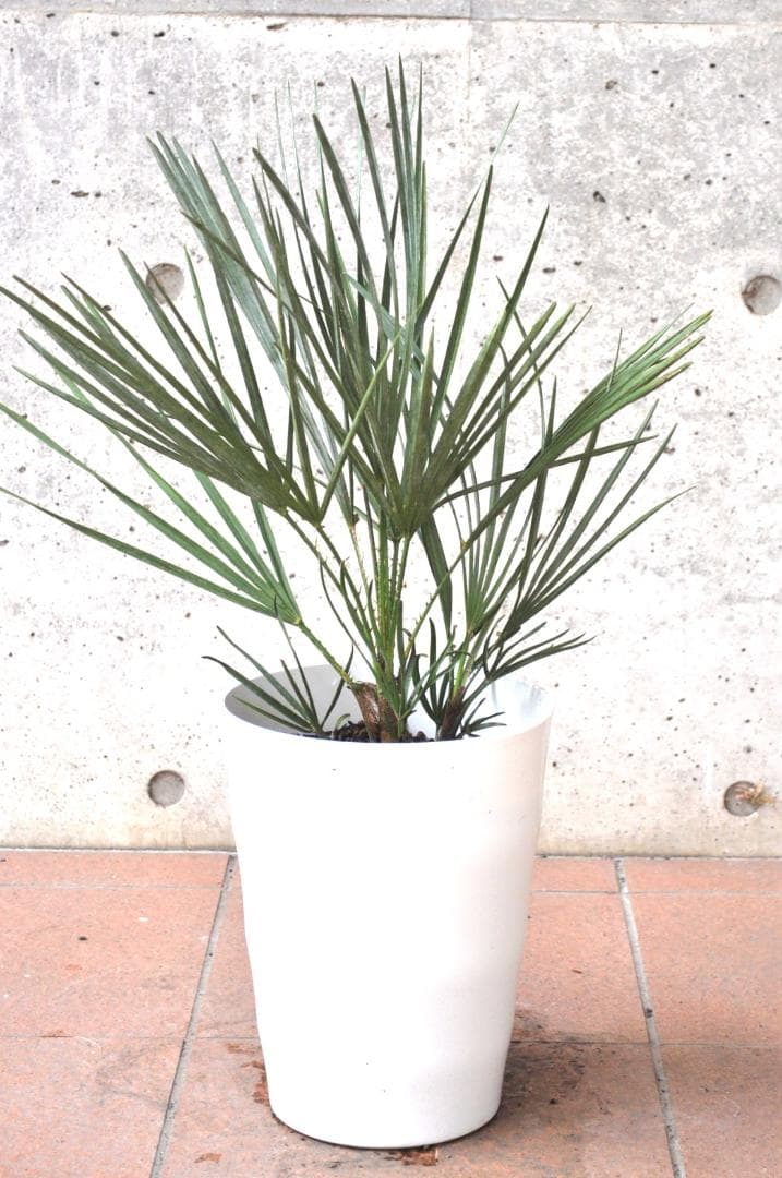 チャメロプス セリフェラ 7号 65cm