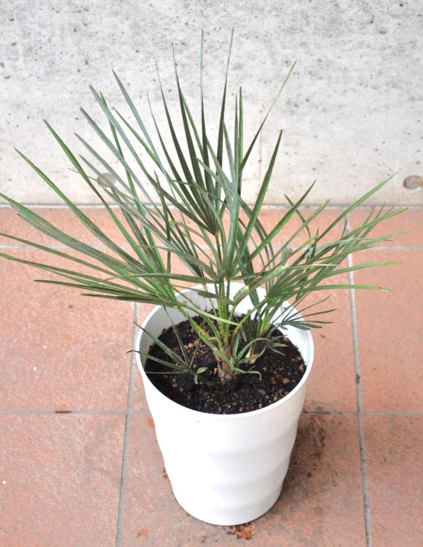 チャメロプス セリフェラ 7号 65cm