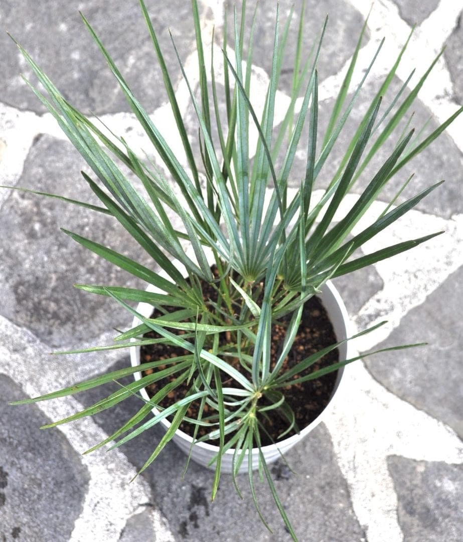 チャメロプス セリフェラ 7号 65cm