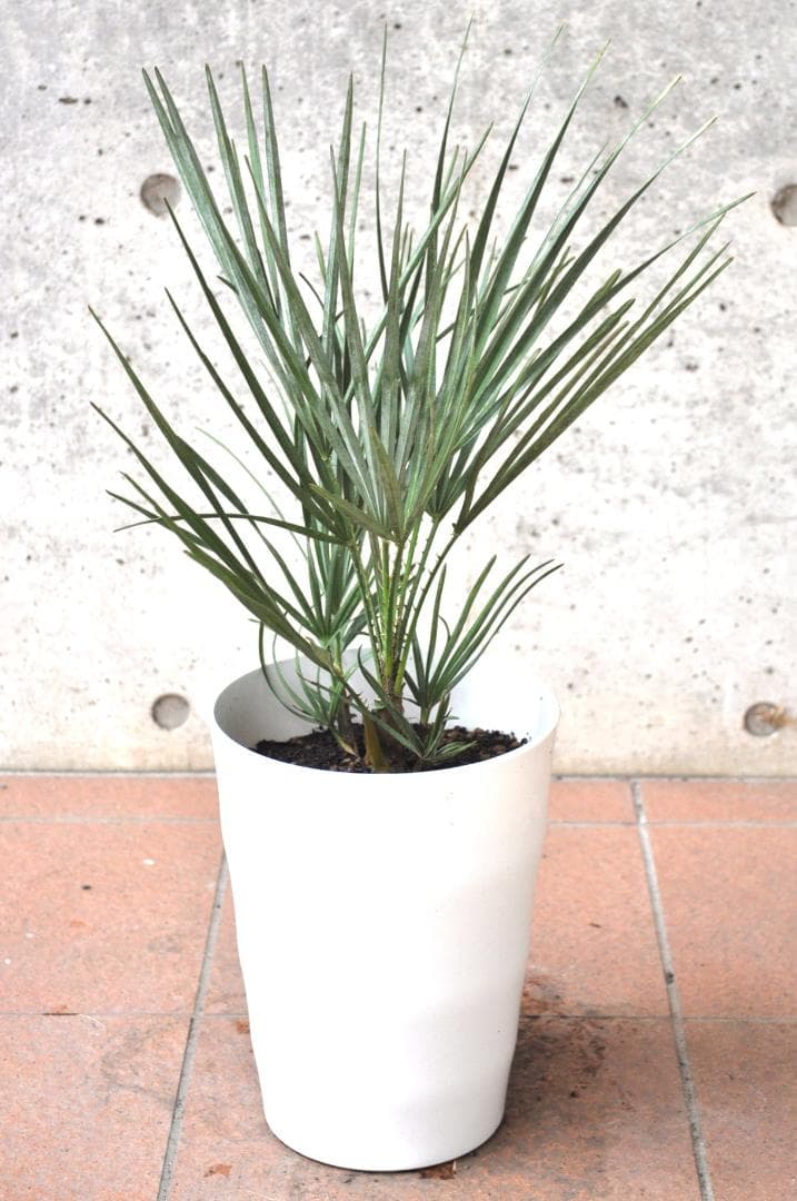 チャメロプス セリフェラ 7号 65cm