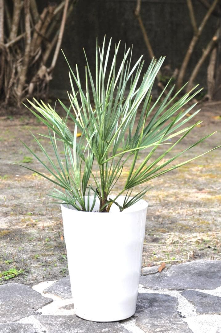 チャメロプス セリフェラ 7号 65cm