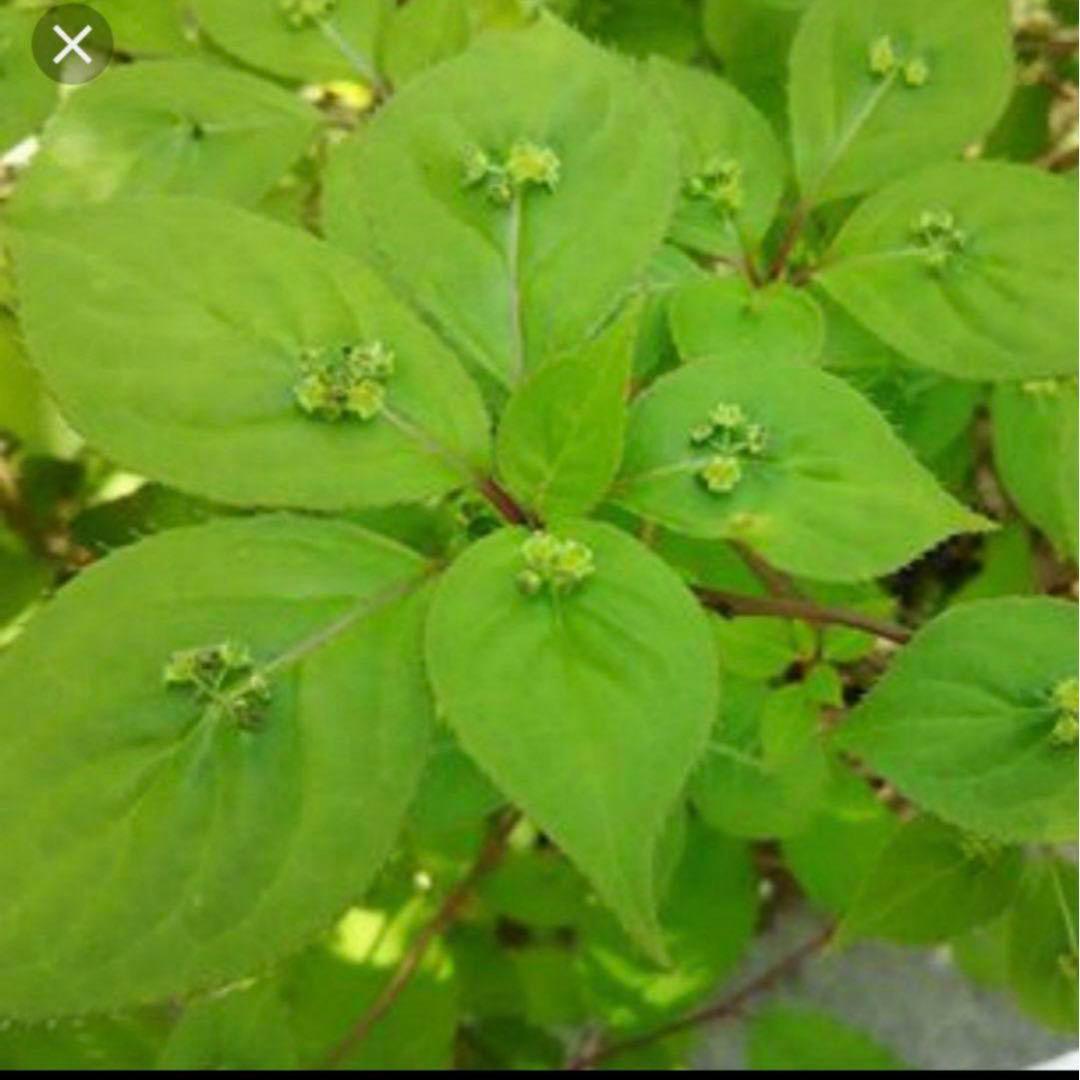 ②⭕珍種 花筏 ハナイカダ ちび 1苗