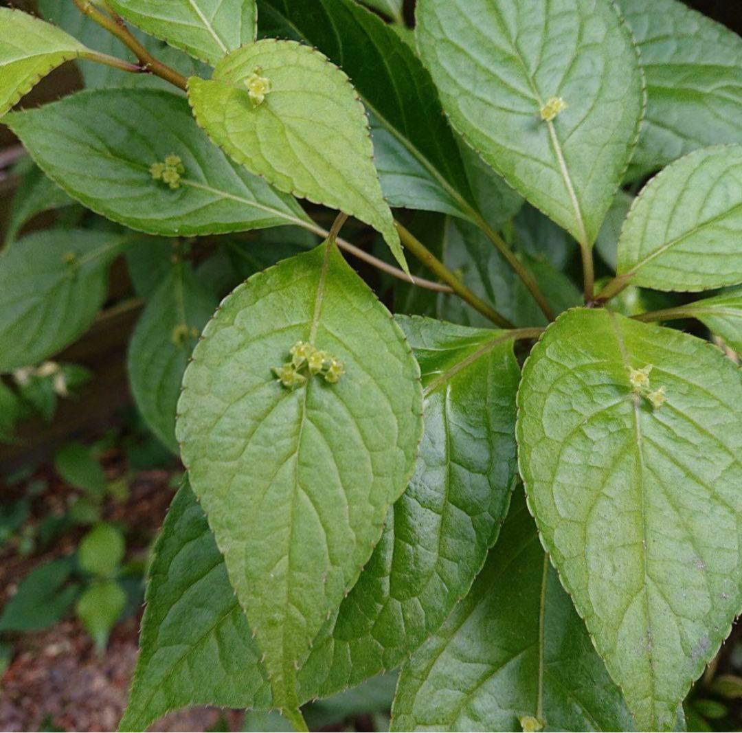 ②⭕珍種 花筏 ハナイカダ ちび 1苗
