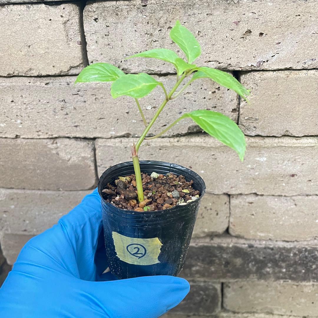 ②⭕珍種 花筏 ハナイカダ ちび 1苗