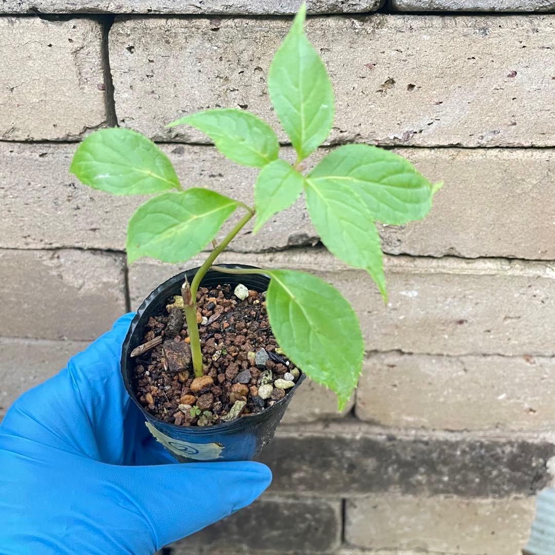 ②⭕珍種 花筏 ハナイカダ ちび 1苗