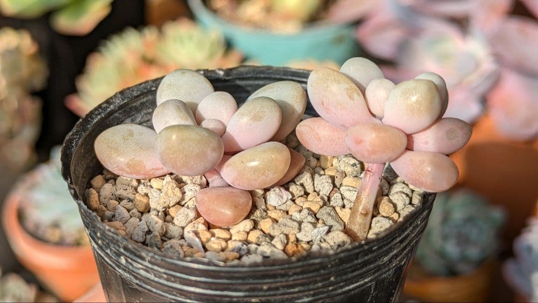 エレン カット苗 グラプトベリア 多肉植物