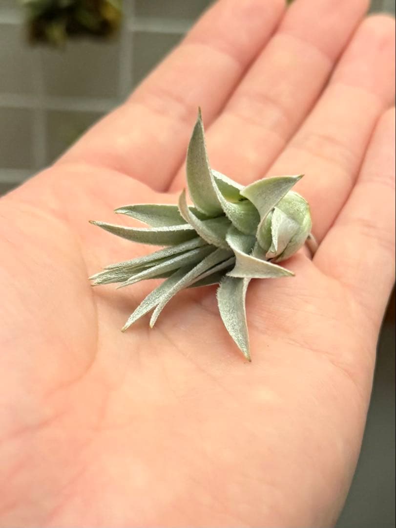 u*a様 Tillandsia gardneri var. rupicola 幅