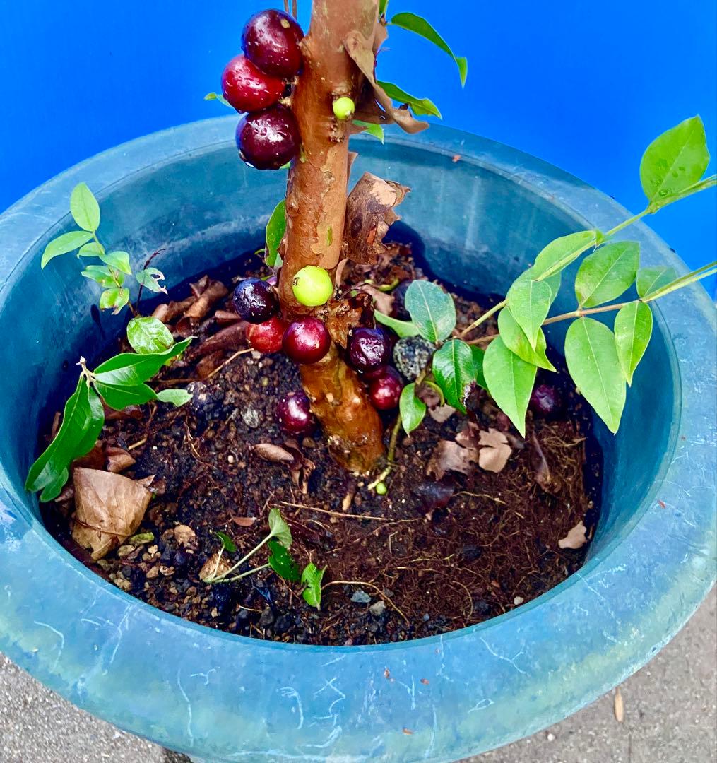 M*社様 22ジャボチカバ耐寒性　四季咲きサバラ