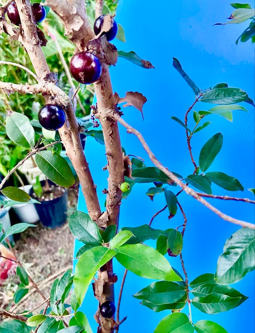 M*社様 22ジャボチカバ耐寒性　四季咲きサバラ