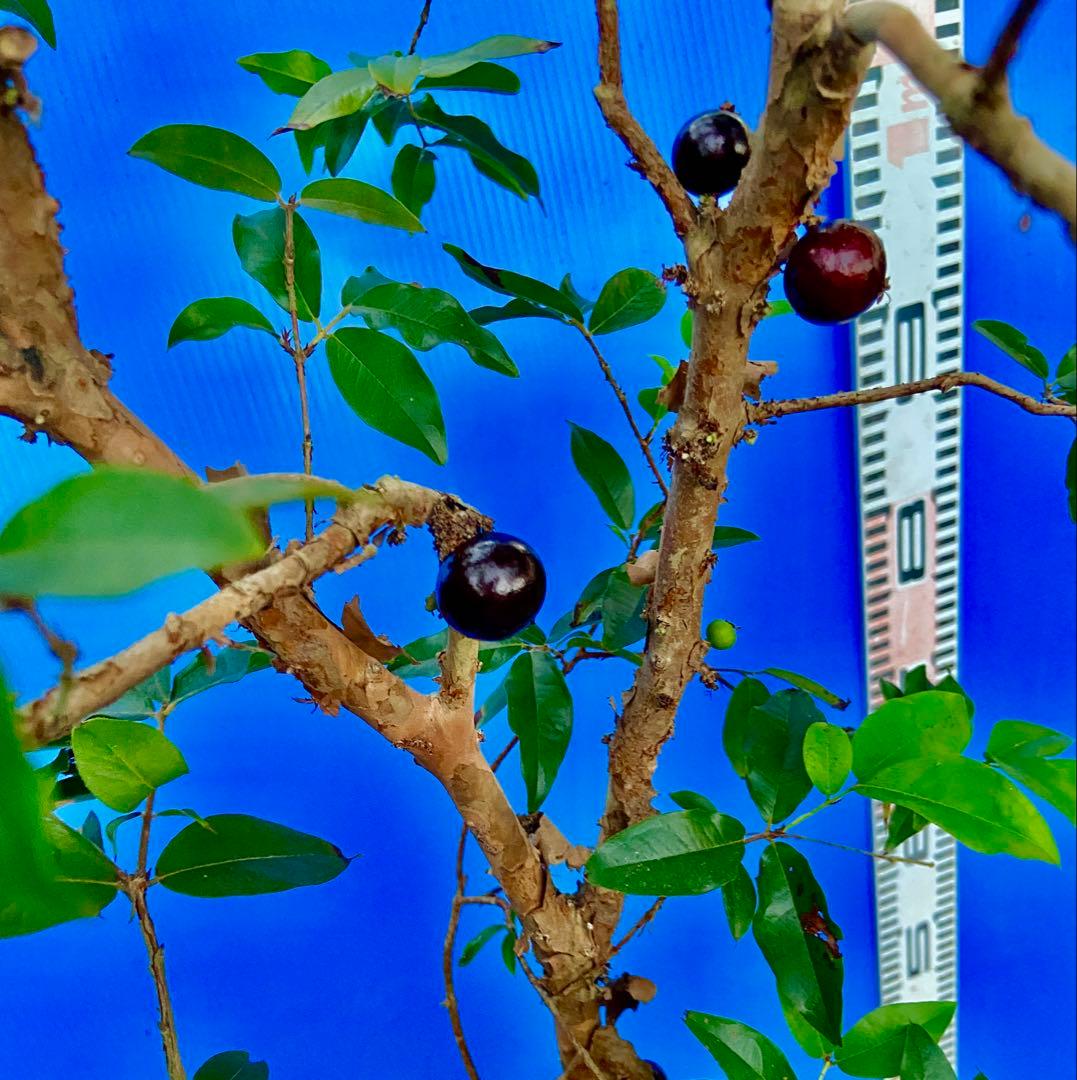 M*社様 22ジャボチカバ耐寒性　四季咲きサバラ