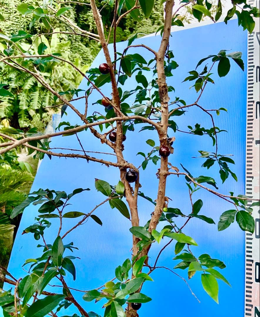 M*社様 22ジャボチカバ耐寒性　四季咲きサバラ