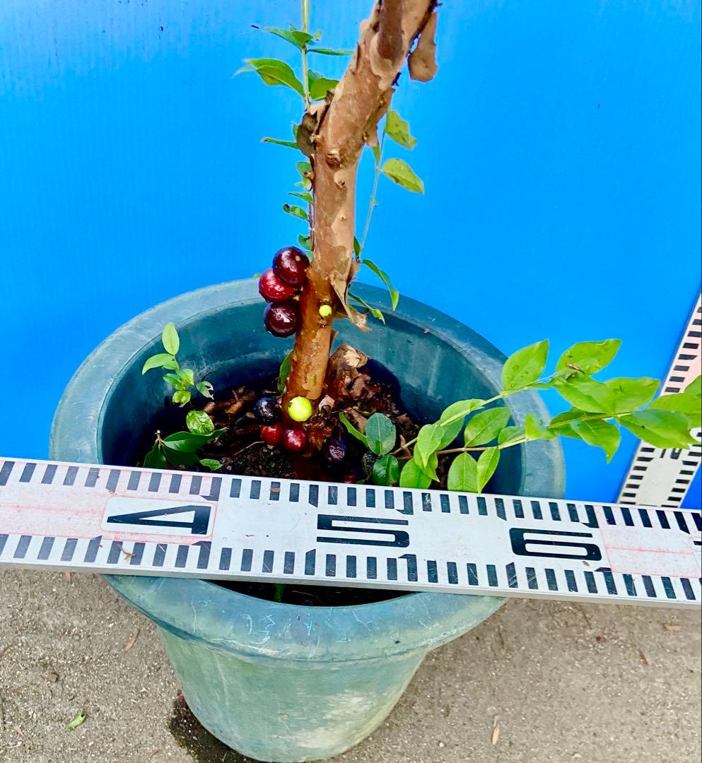 M*社様 22ジャボチカバ耐寒性　四季咲きサバラ