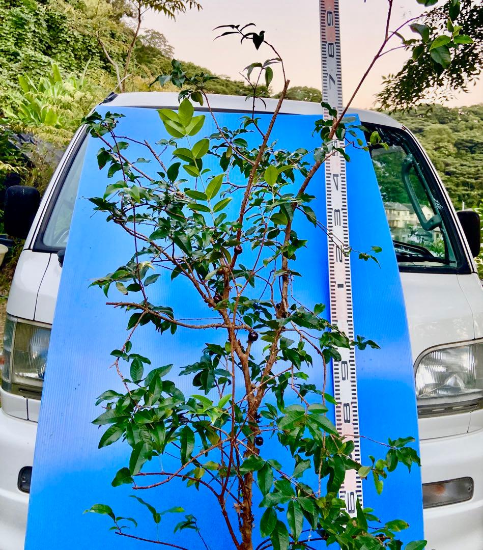 M*社様 22ジャボチカバ耐寒性　四季咲きサバラ