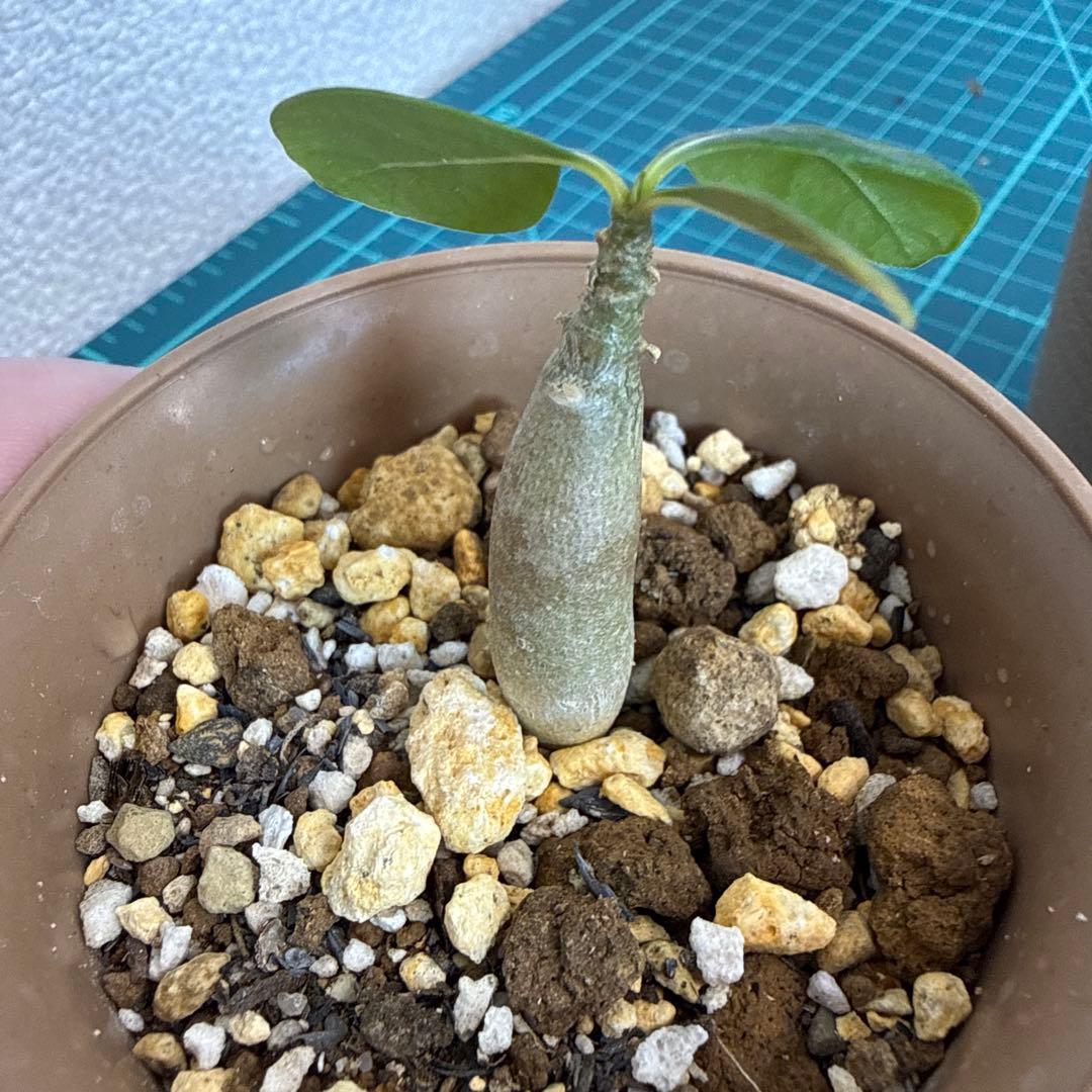 アデニウム ソコトラナム (EU輸入株) ミニ 2株 - メルカリ