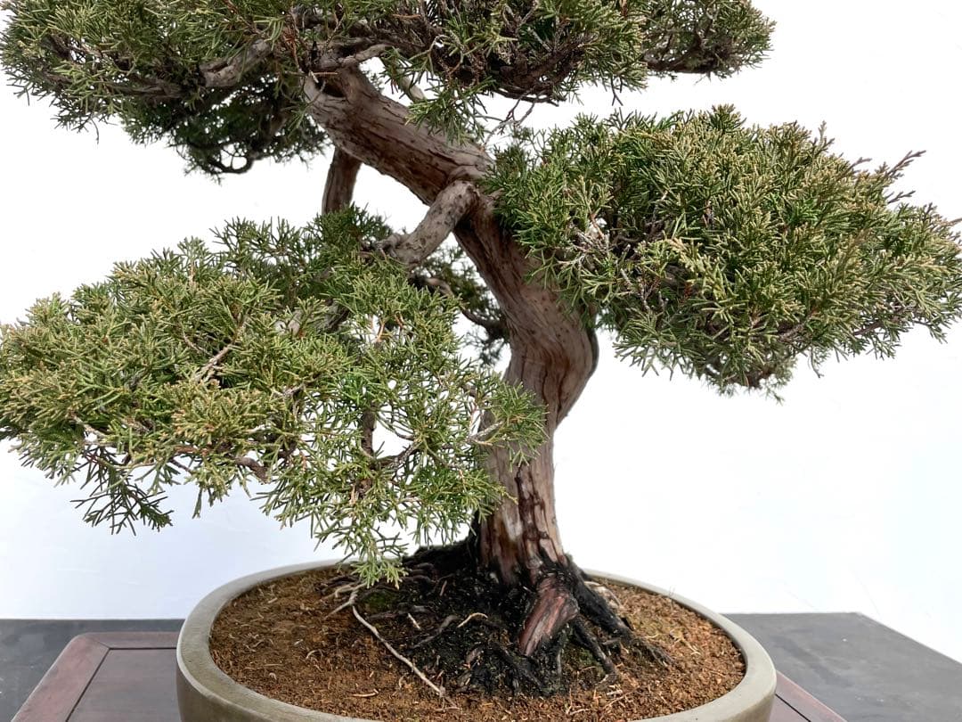 三河盆栽　シンパク　盆栽