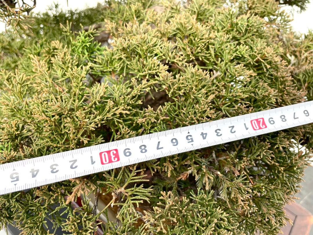 三河盆栽　シンパク　盆栽