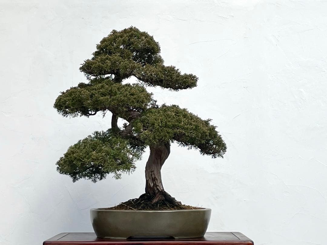 三河盆栽　シンパク　盆栽