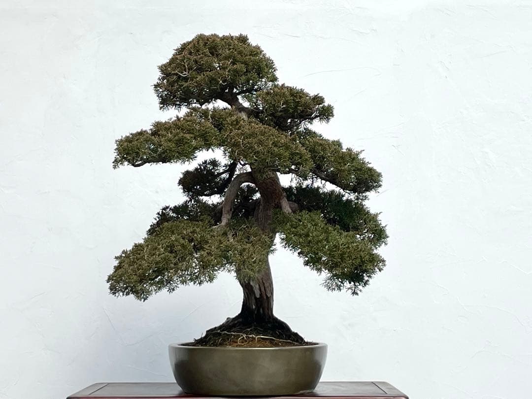 三河盆栽　シンパク　盆栽