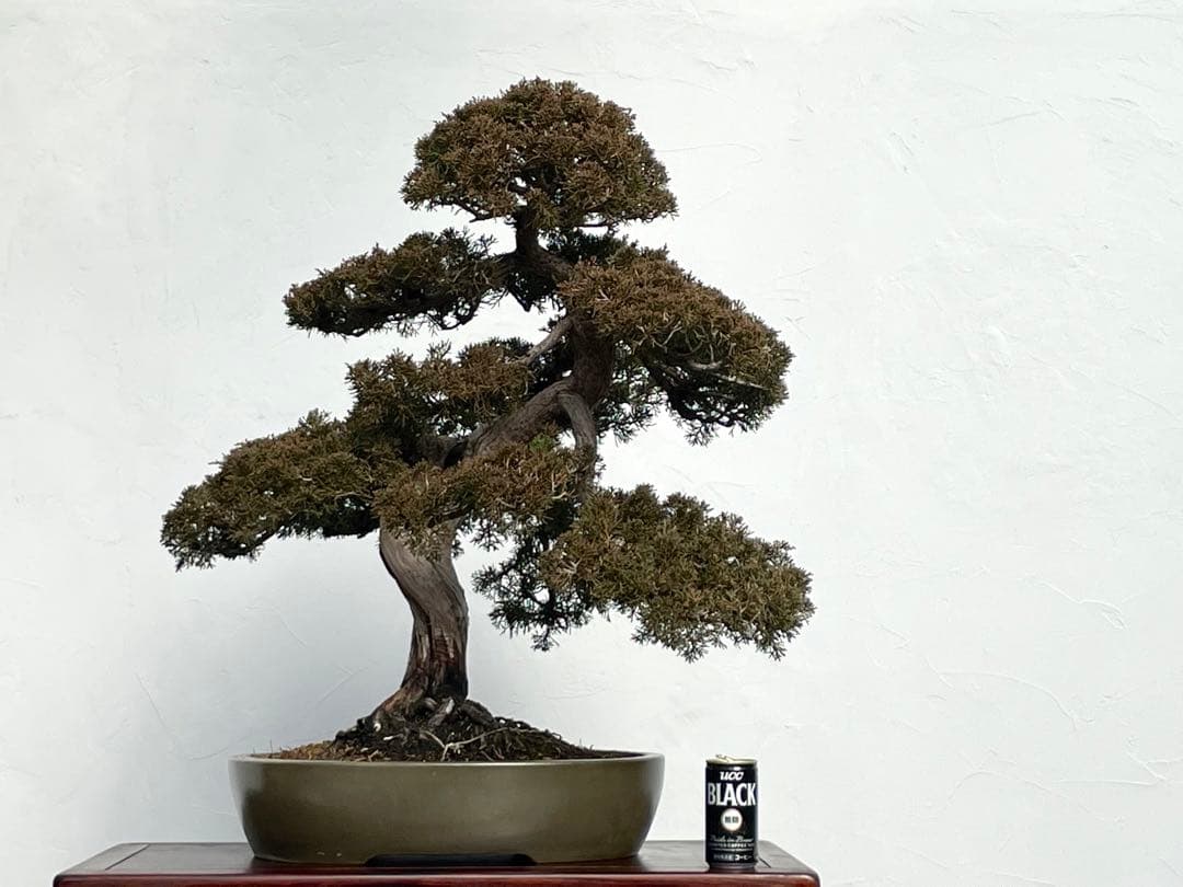 三河盆栽　シンパク　盆栽