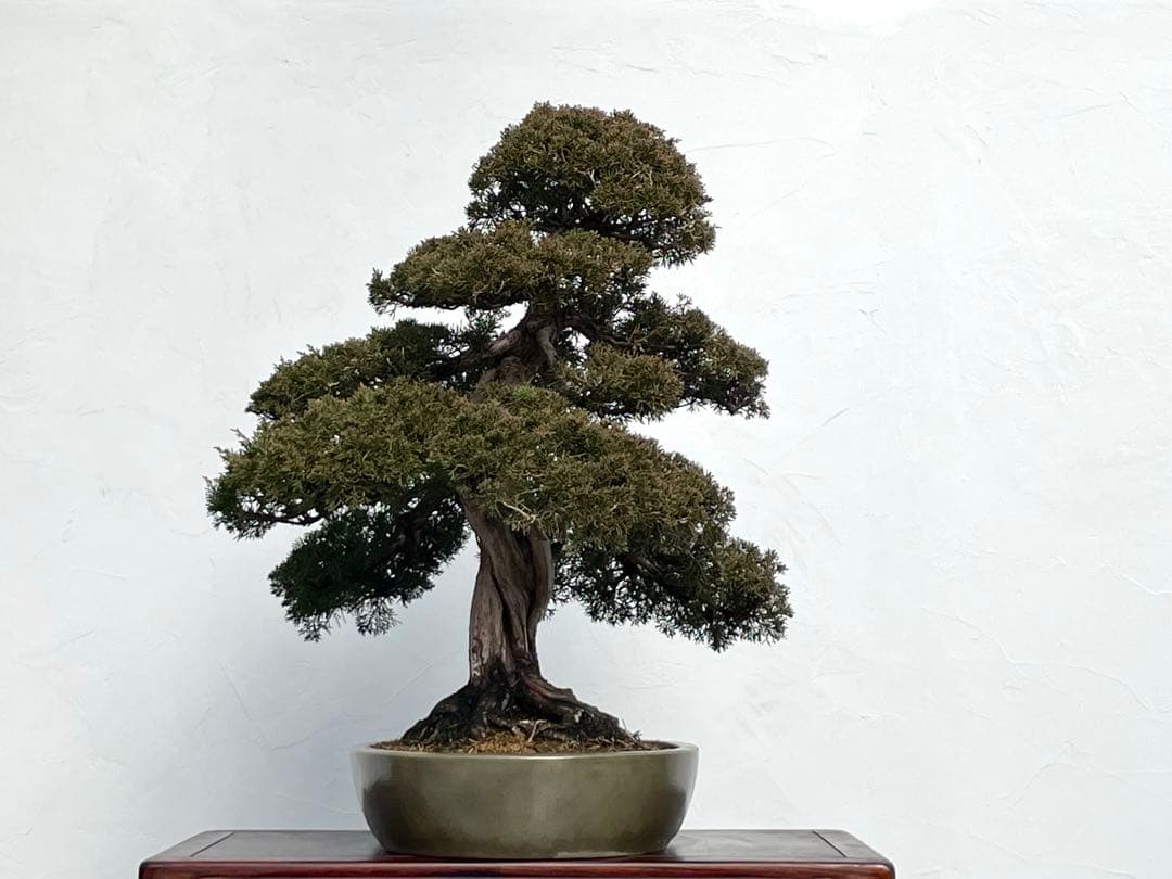 三河盆栽　シンパク　盆栽