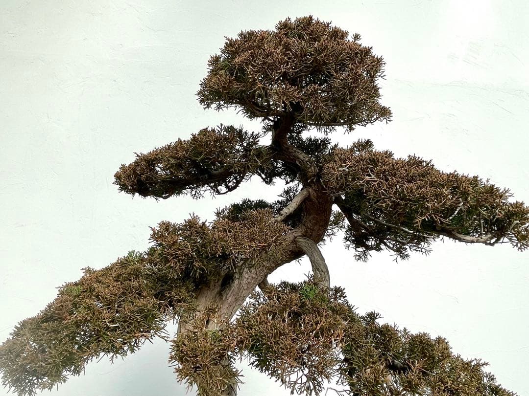 三河盆栽　シンパク　盆栽